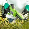 Цепная пила Greenworks GD24CSMNXk2, 24v, 15 см, в комплекте с АКБ 2 А·ч и ЗУ (аккумуляторная, мини)
