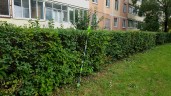 Штанговый кусторез Greenworks G40PHAk5, 40v, 51 см, в комплекте с АКБ 5 А·ч и ЗУ (аккумуляторный)
