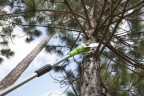 Сучкорез Greenworks G40PSFk2, 40v, 20 см, в комплекте с АКБ 2 А·ч и ЗУ (аккумуляторный)