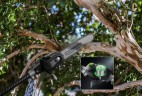 Высоторез/Сучкорез аккумуляторный телескопический Greenworks PS102T, 25 см, бесщеточный, без АКБ и ЗУ 
