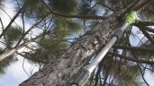 Сучкорез Greenworks GPS7220, 220v, 20 см, 720 Вт (сетевой)
