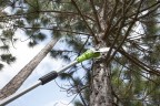 Сучкорез Greenworks G24PS20k2, 24v, 20 см, в комплекте с АКБ 2 А·ч и ЗУ (аккумуляторный)